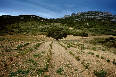 Beautiful Vines