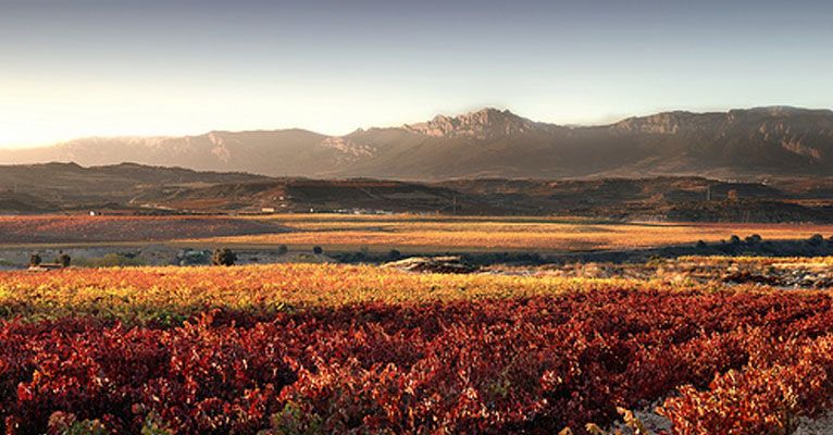 Vines in fall